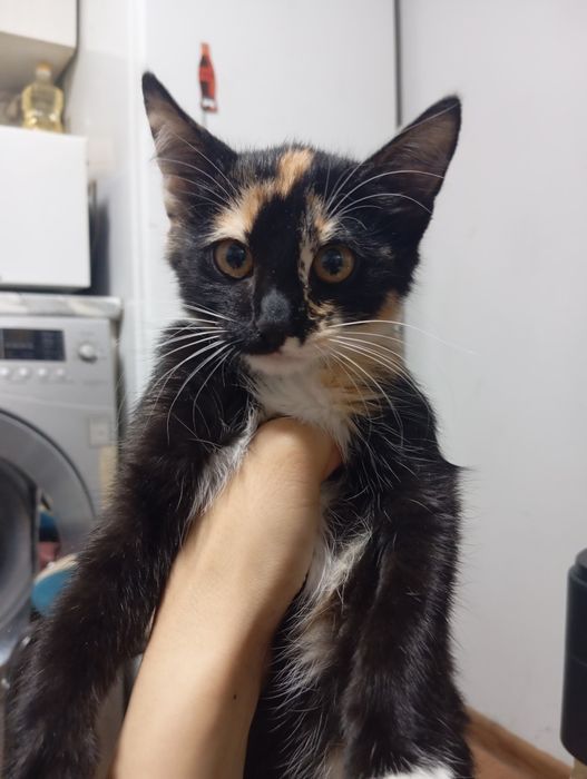 Отдам котят в хорошие руки