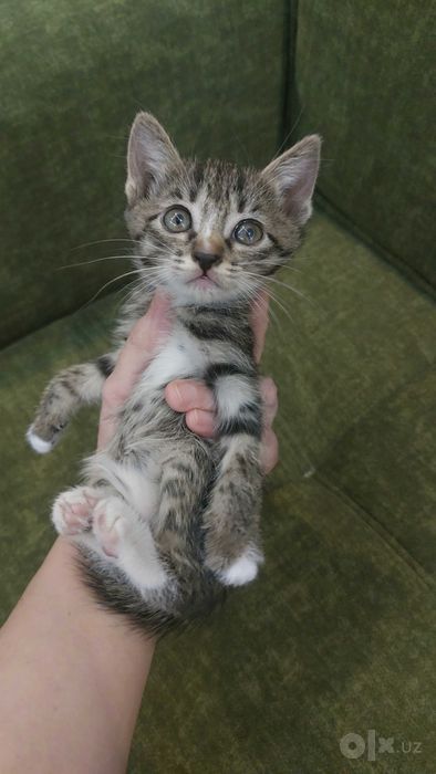 Отдам котят в хорошие руки