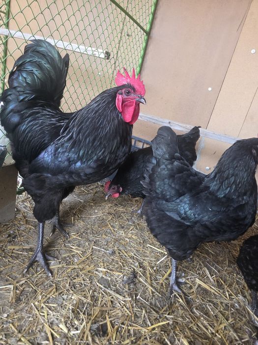 Australorp Familie 5+1