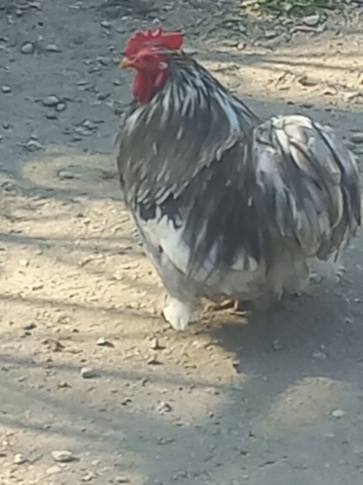 Vand un cocos  de chochina  pitici