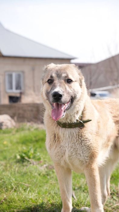 Филл. Молодой алабай. Ищет семью