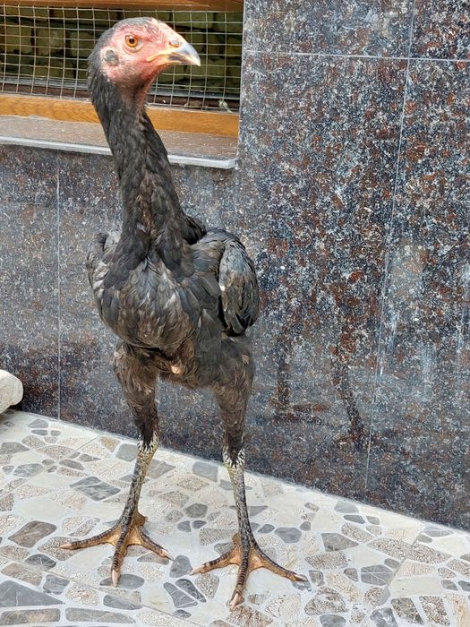 Toza dakan makiyon tovuq