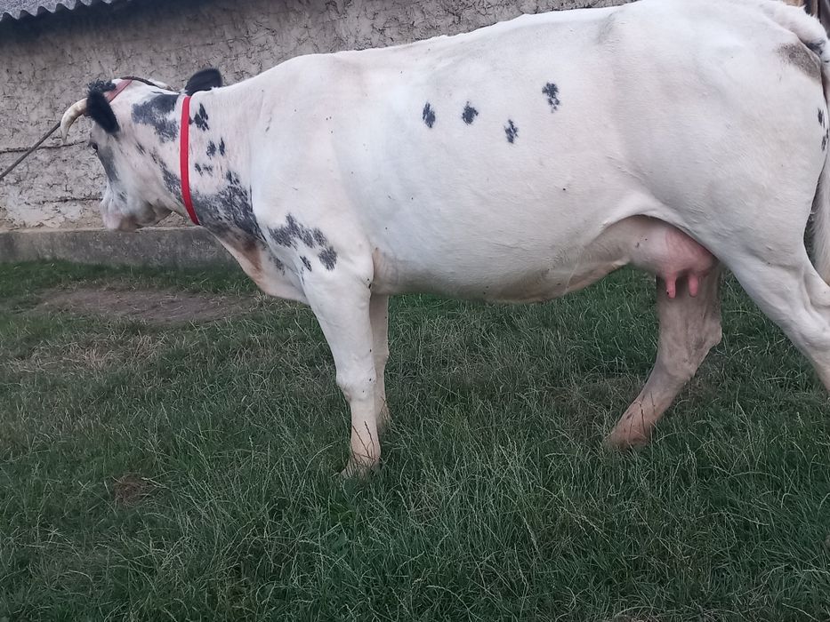 Vacă gestanta de vânzare
