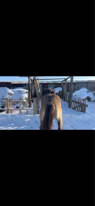 Айгыр сатылады сур кожек