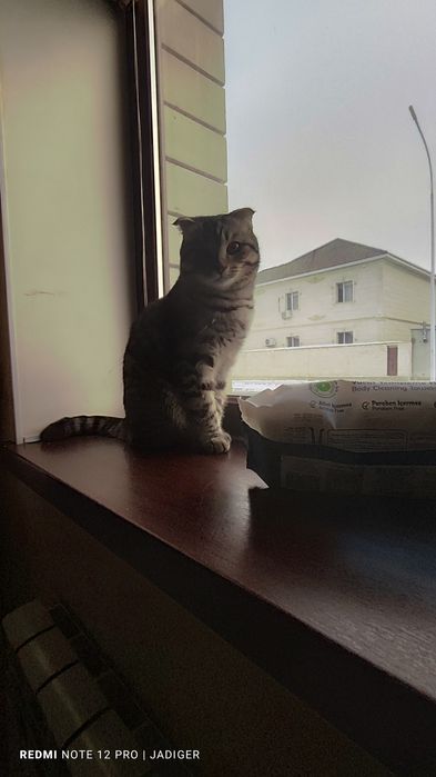 Продам кошку Шотландский мальчик