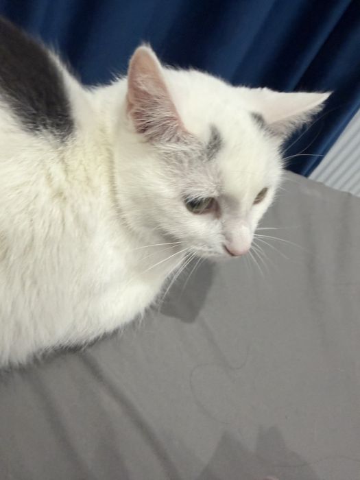 Отдам котенка в добрые руки