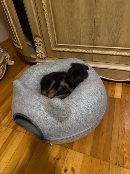 Самый красивый щенок девочка собачка в добрые руки