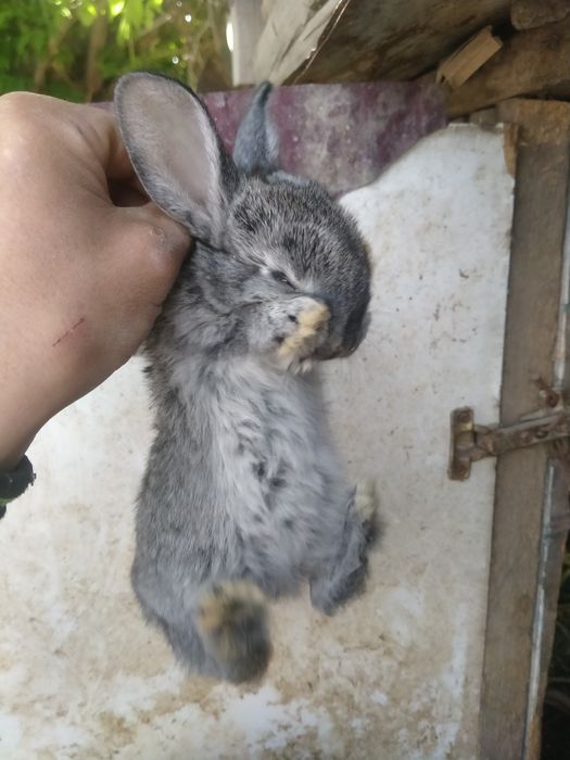 Продам кролят кушают всё