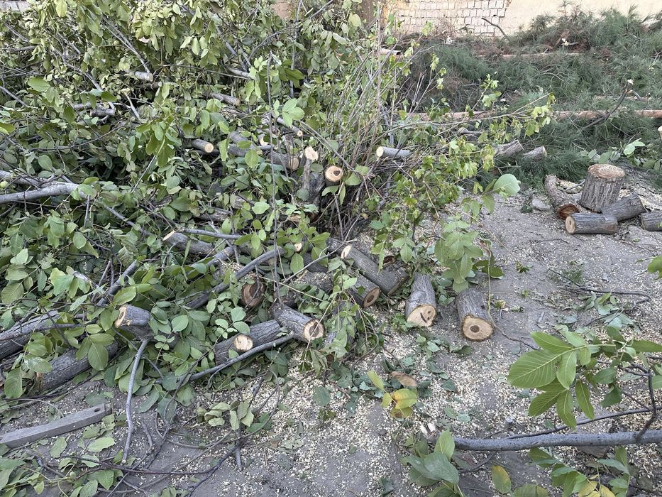 Утин сотилади мевали утин