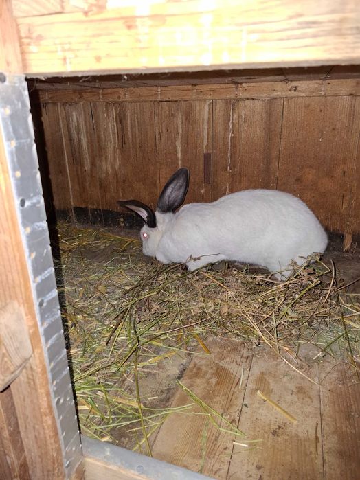 Iepuri Uriaș de Transilvania