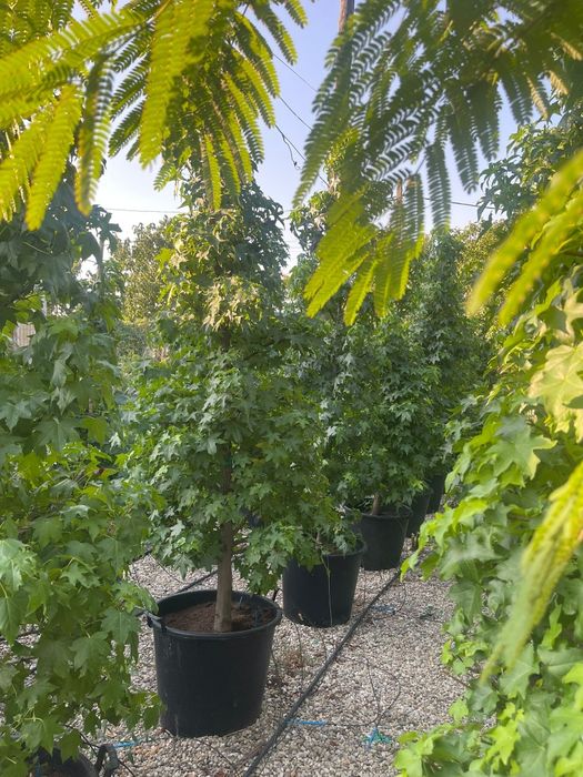 Photinia, leylandi