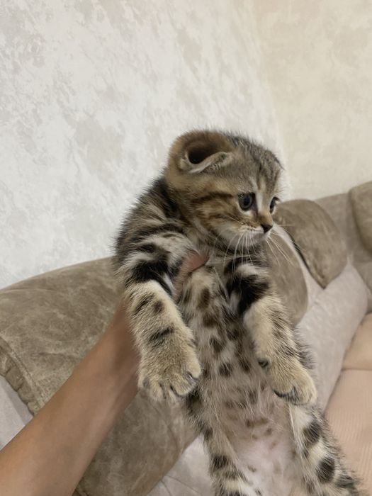 Сктиш фолд 1-месятся