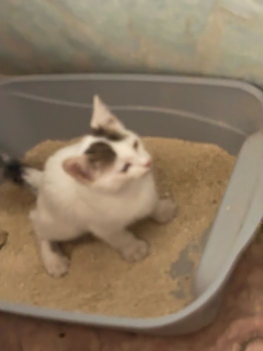 Бесплатная кошка