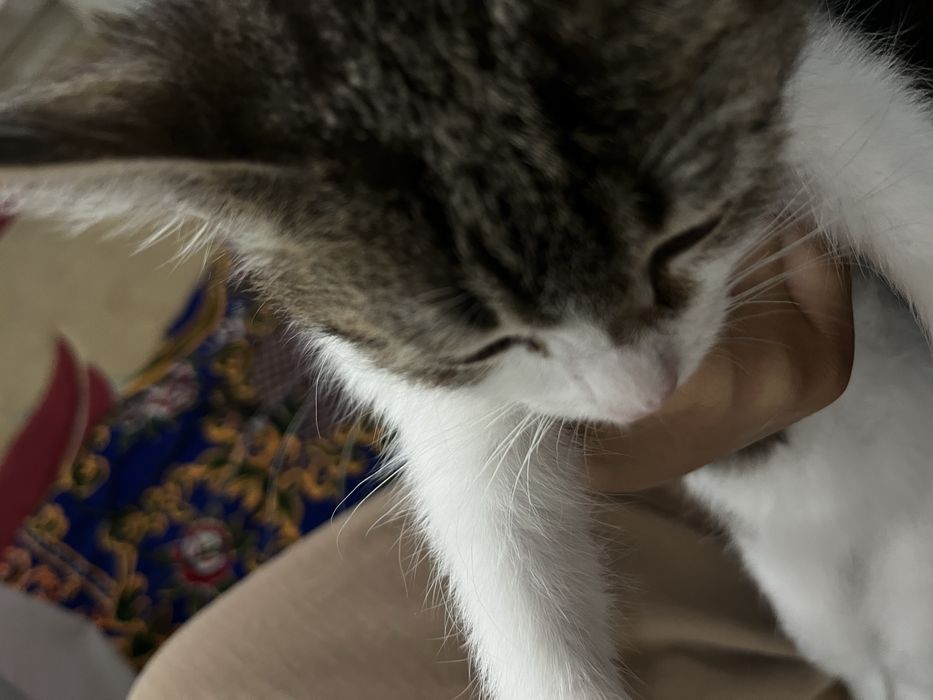 котенок срочно ищет дом