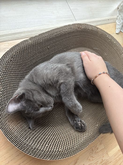 Ищем дом для милой кошечки!