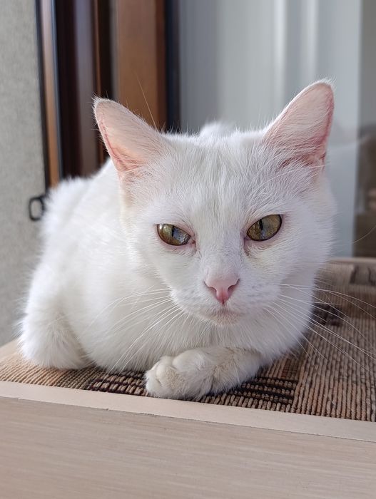 Ищу дом для кошечки в Алмате