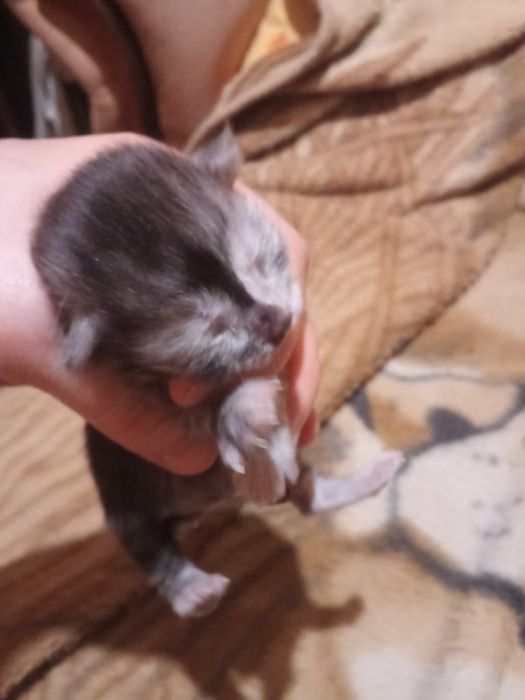 Продам котят чистокровные