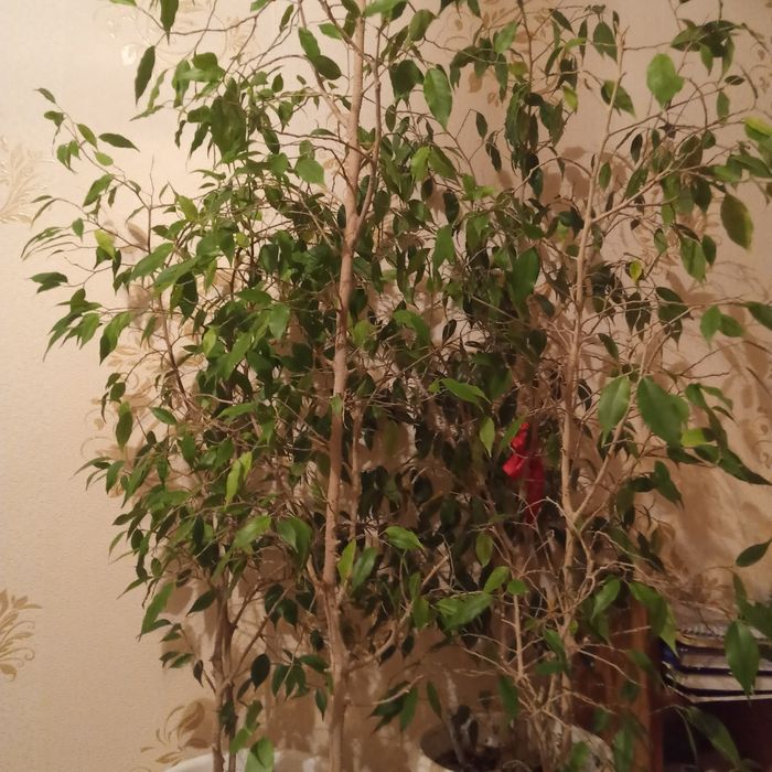 Продам большие шикарные цветы