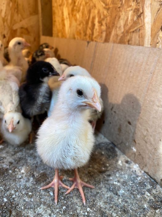 Балапандар сатылады