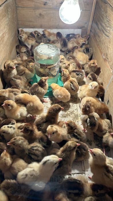 Цыплята Кучинский 2-6 Март шығады