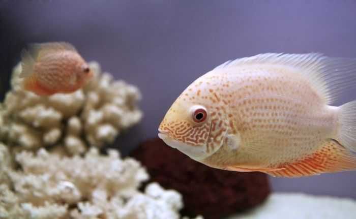 Аквариумная рыбка "Северум"