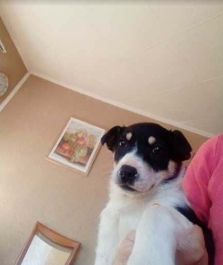 Девочка, три месяца ищем дом с добрыми хозяевами!