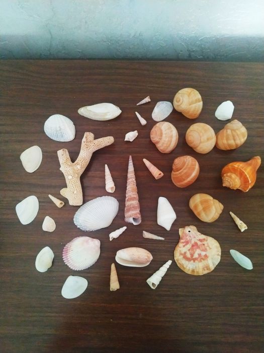 Ракушки крупные, мелкие