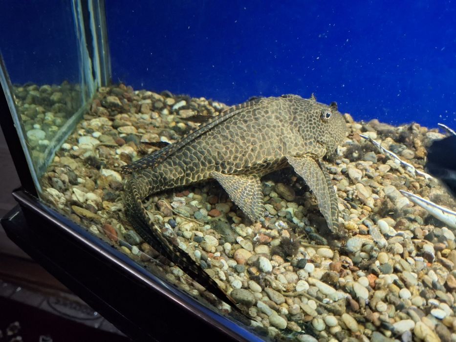 Продаю аквариумные рыбки