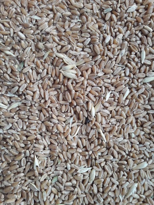 Пшеница неклассная,