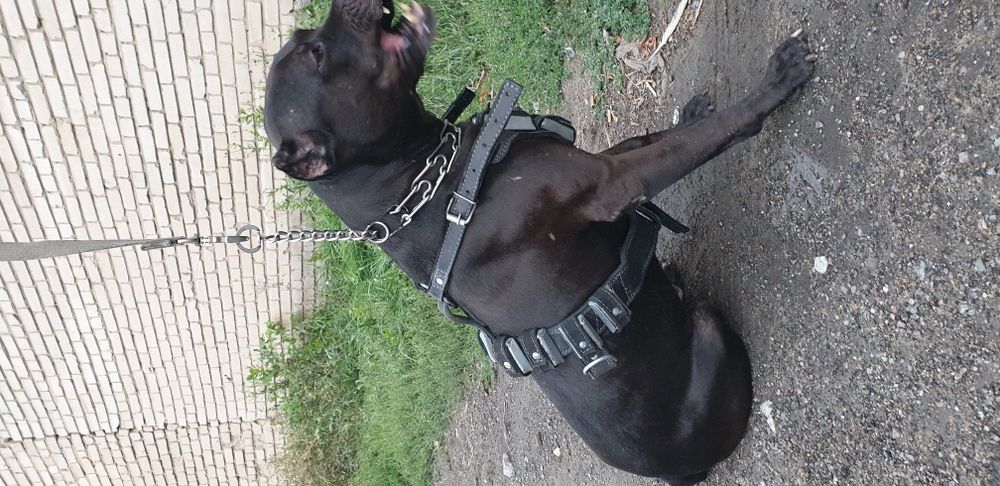 Шлейка с грузами