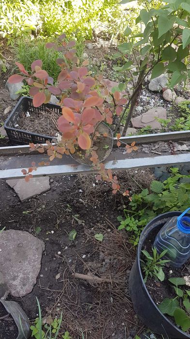 Продам барбарис...
