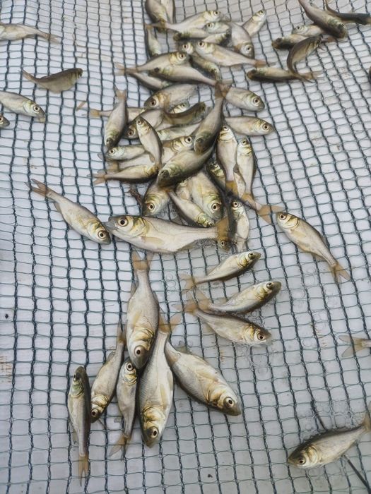 vand puiet/puet peste novac