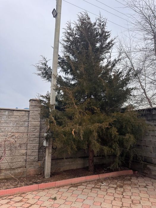 Продам елки цена договорная