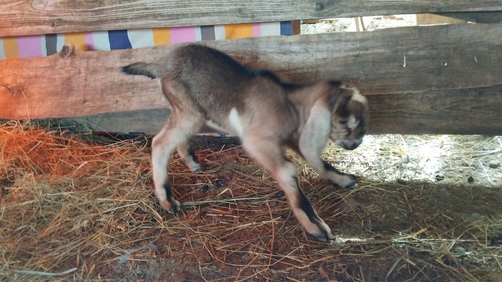 Tapisori anglo nubian