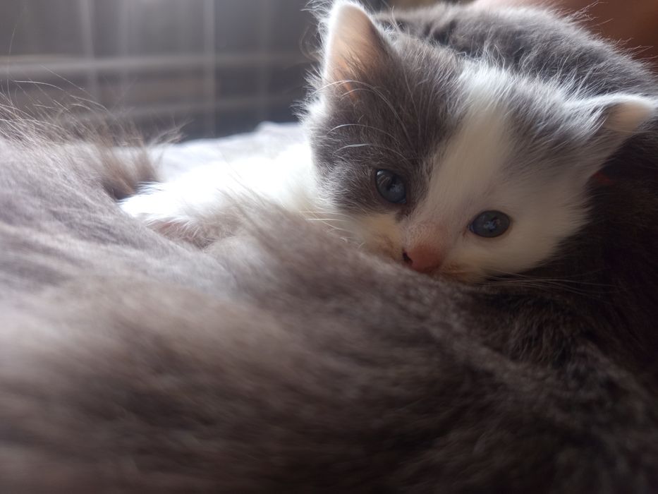 Британский котенок девочка