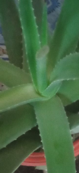 Продам комнатные цветы для лечения