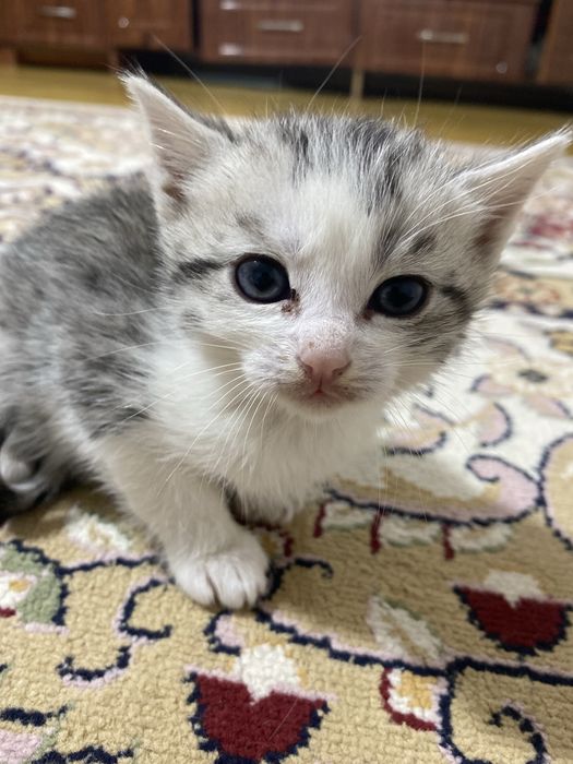 Кот шотладский прямоухи