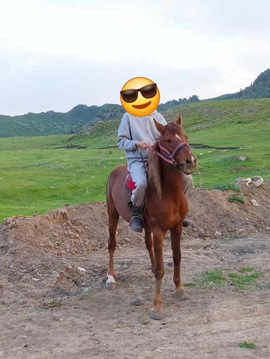 Бес жасар айғыр сатылады