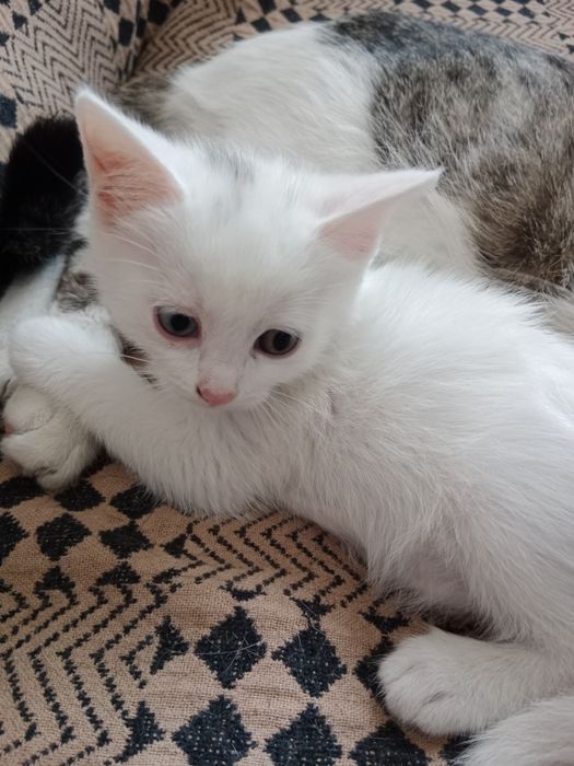 Отдам котят даром