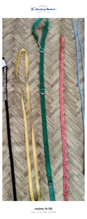 Zgarda pentru ciinii Italia