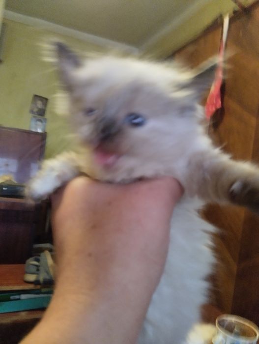 Котята сомалийской пароды