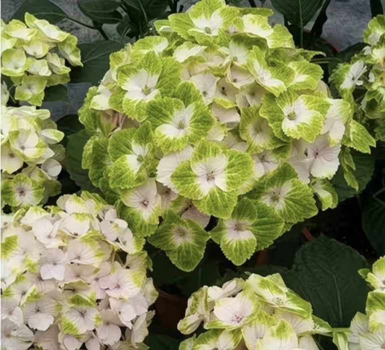 Продам ростки Гортензии, есть 20 видов,