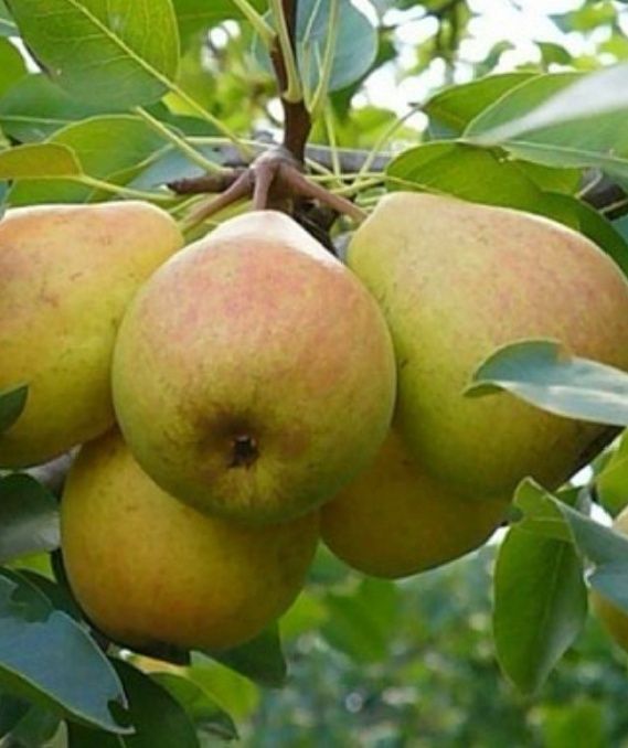 Продам Домашнию Сочную Грушу