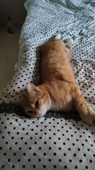 Бесплатно кот ласковый 1,5 лет