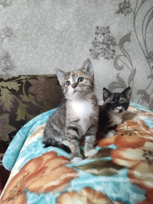 Котята бесплатно