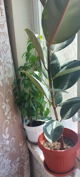 Комнатные растения