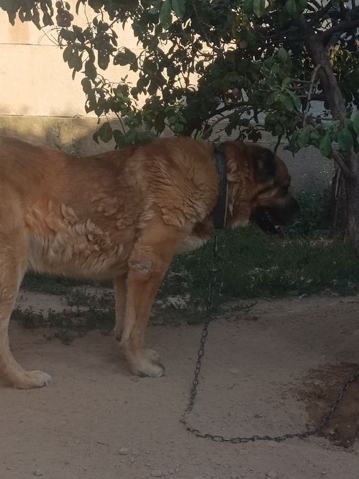 Собаки два кобеля