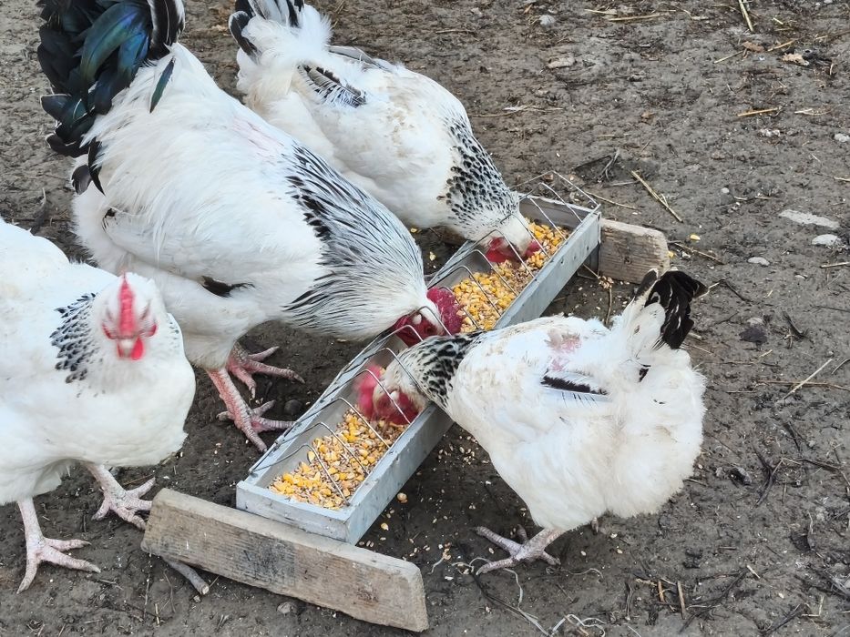 vând ouă rasa  sussex