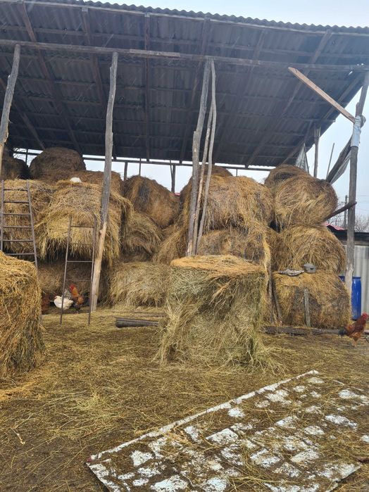 Vand baloți făn comuna golaesti