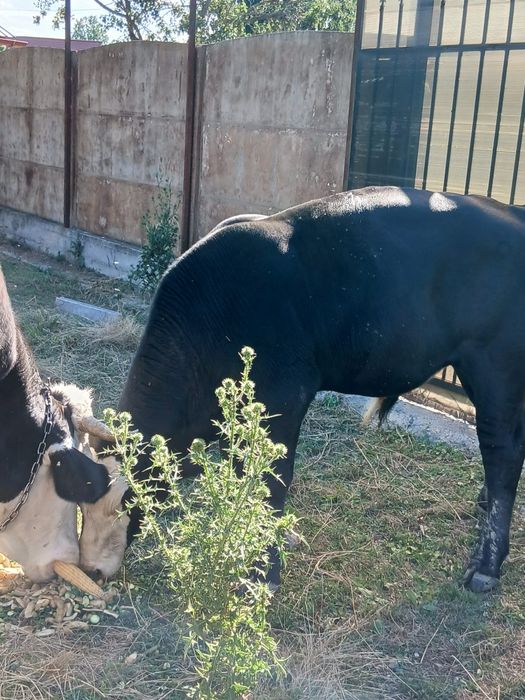 Vand tauras angus